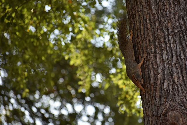 的蓬勃發展 的蓬勃發展